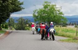 ponyreiten-zürich