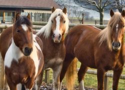 reiten-stgallen