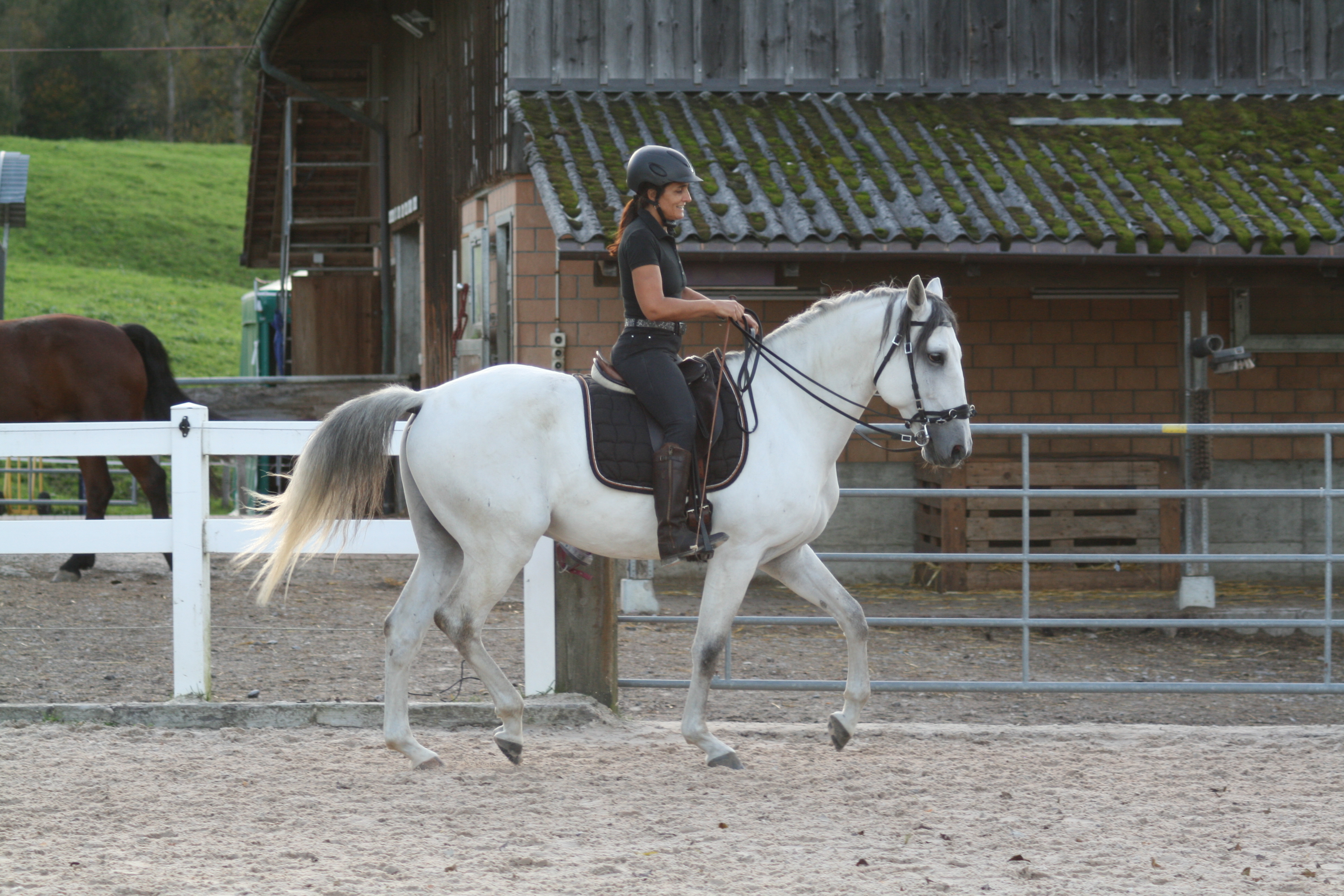 Trainingstag Akademische Reitkunst